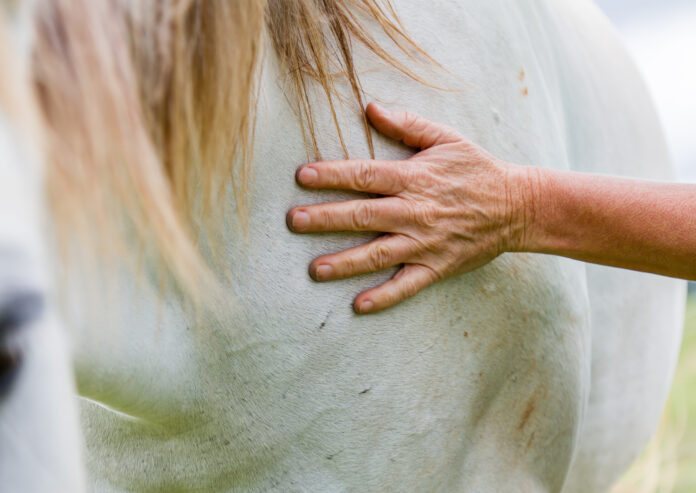 Human`s hand petting the horse