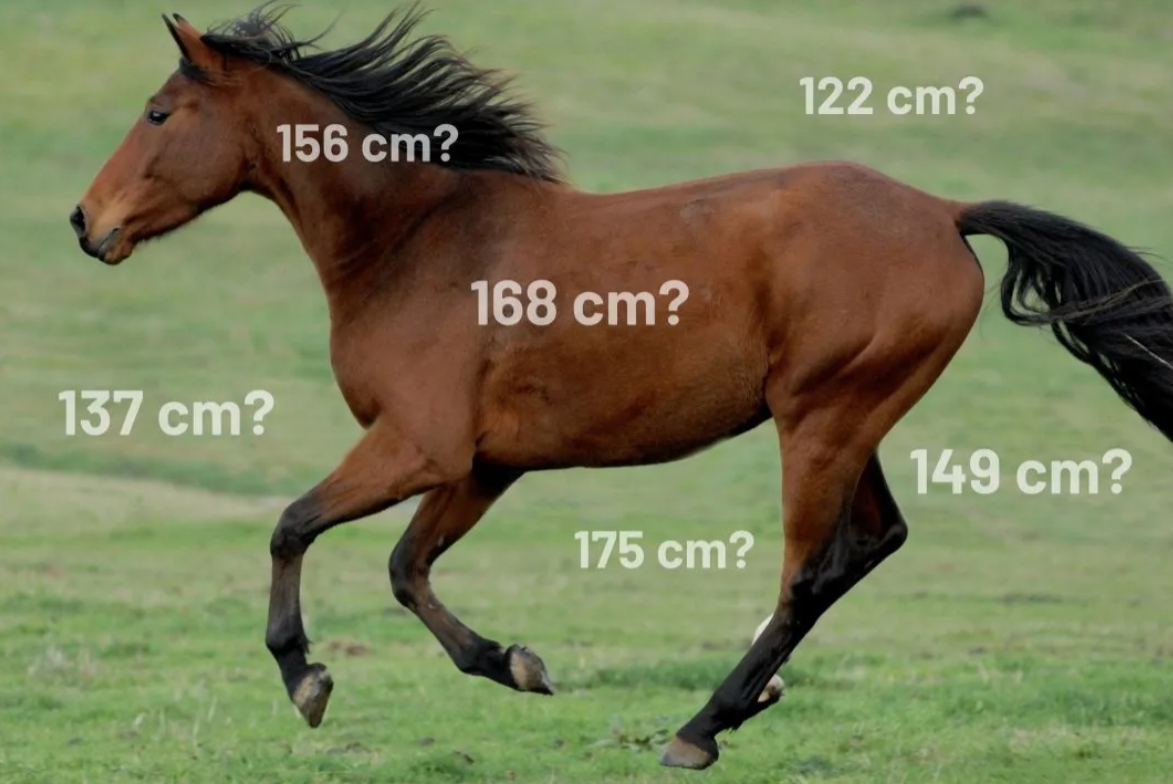 How to Measure the Height of Horses: 11 Steps (with Pictures)