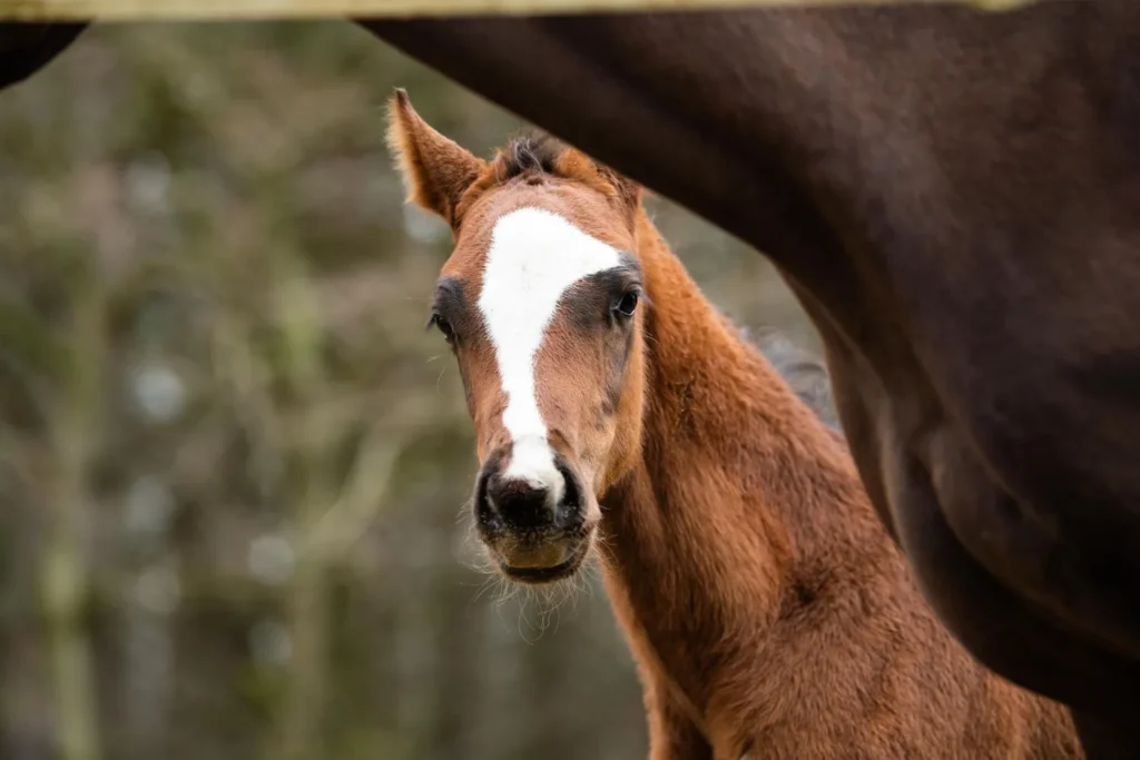 The joys and challenges of the newborn foal