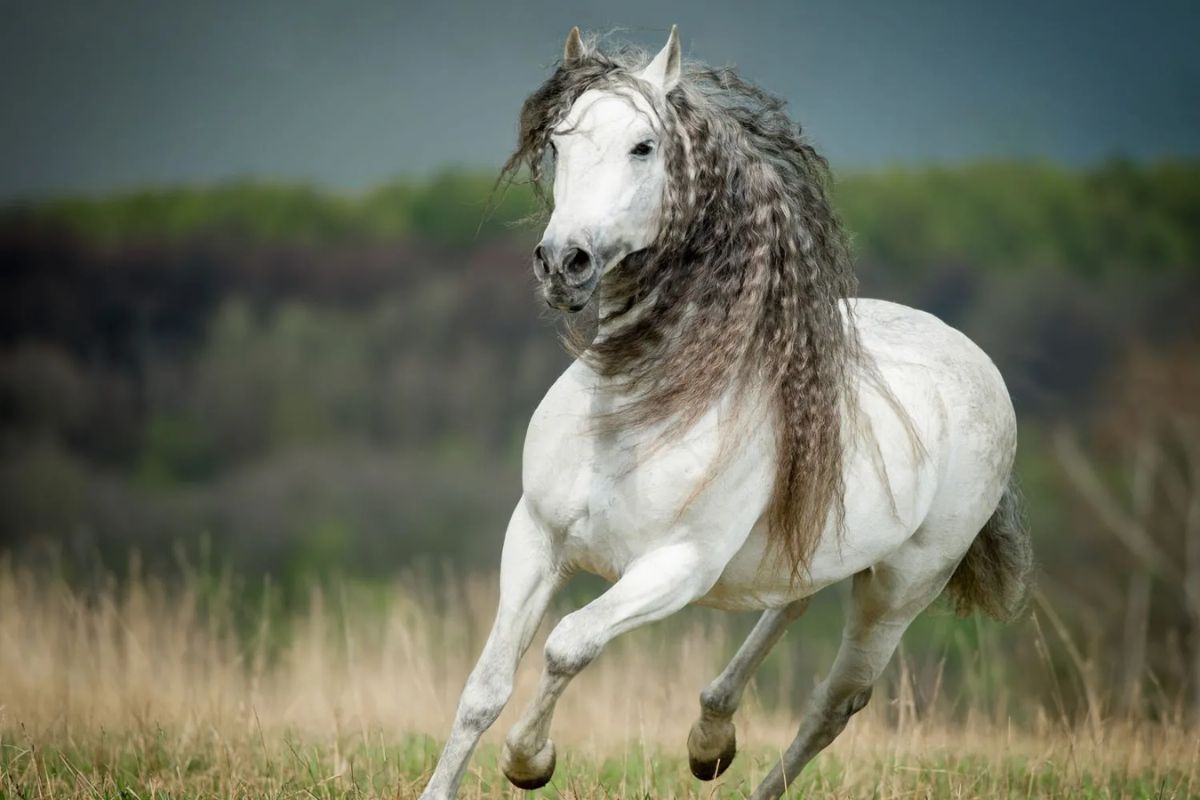 Andalusian horses: Classic and splendid