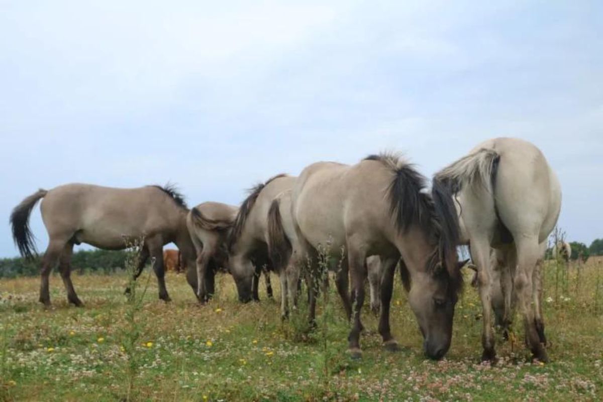 welfare how wild should horses be