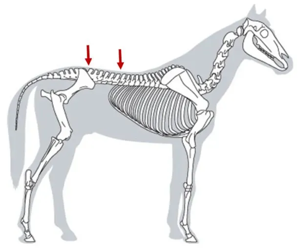 The horse's back is a hotspot for pain
