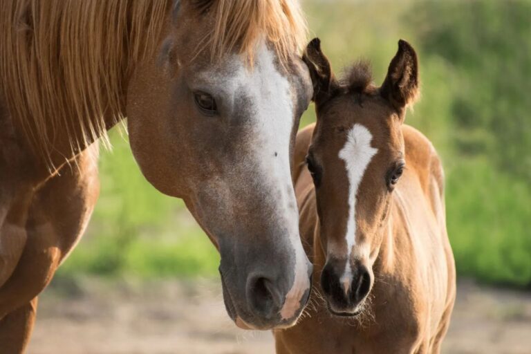 Do mares go through menopause?