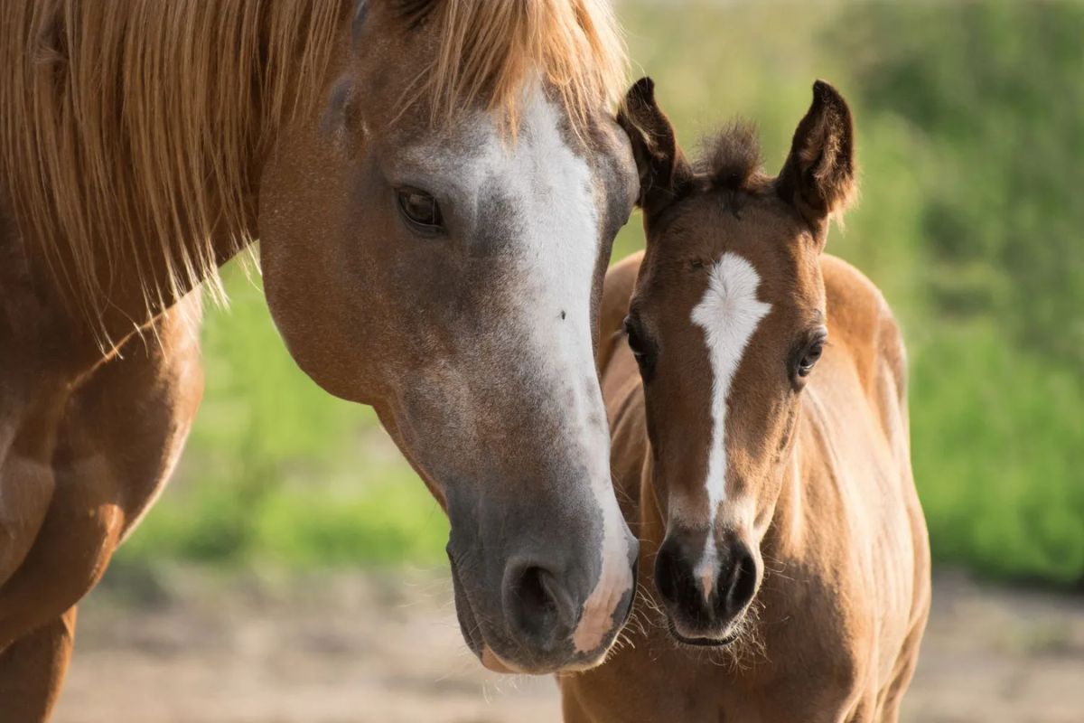 Do mares go through menopause?