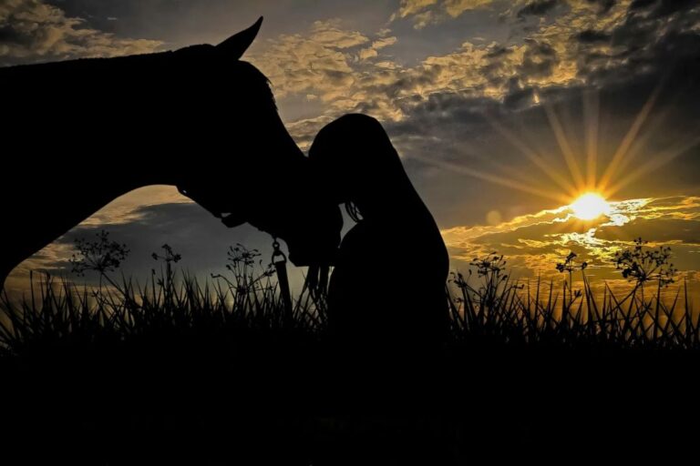 12 things you can do with your horse - Without being in the saddle