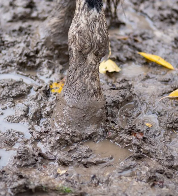 Mud fever: Do’s & dont's – step by step
