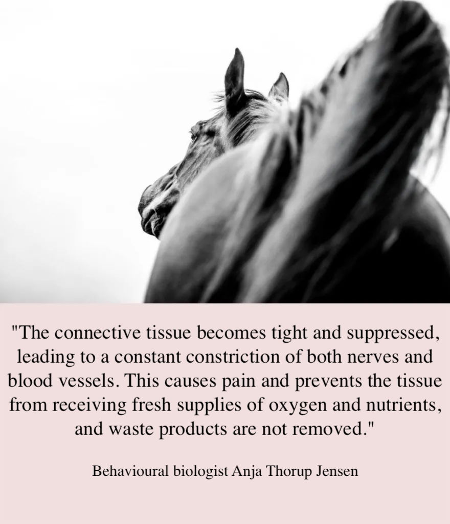 When the connective tissue is the cause of the horse's pain