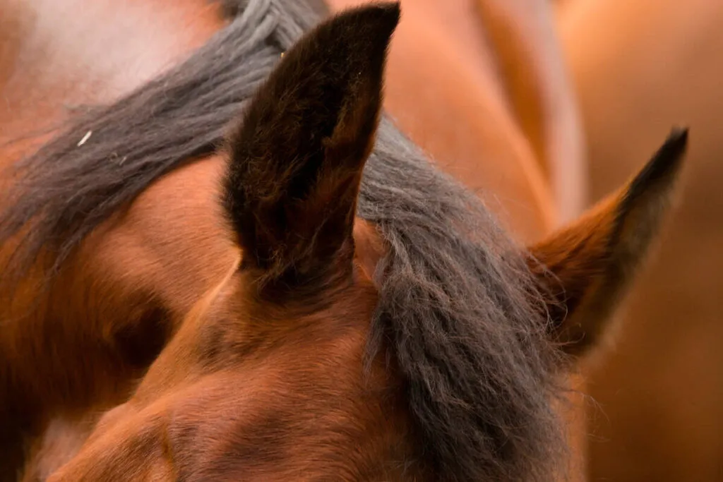 Does your horse have irritated skin? Help it on its way to becoming strong and healthy