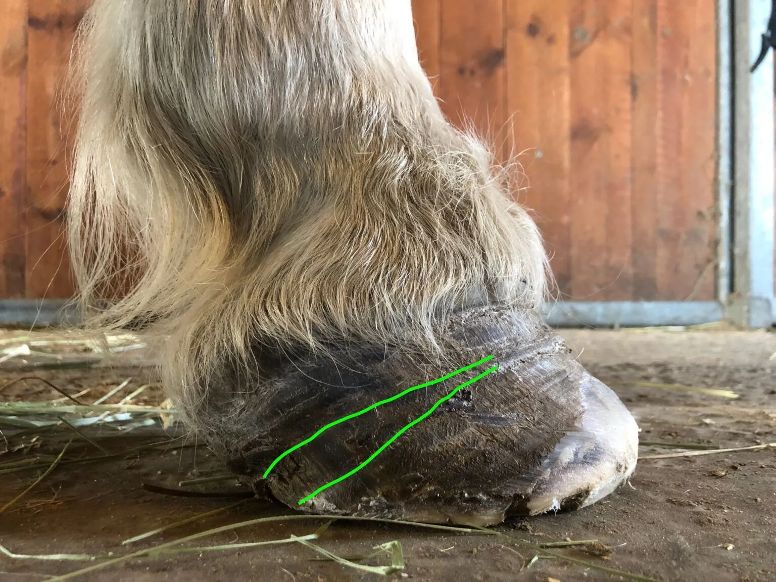 laminitis_1