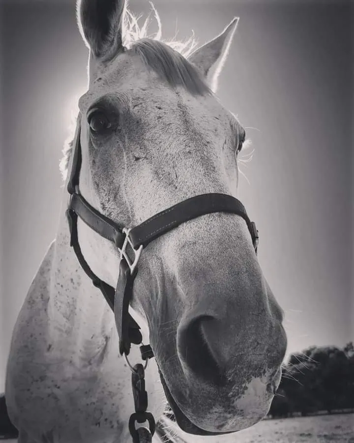 The 8 hardest things about losing a horse