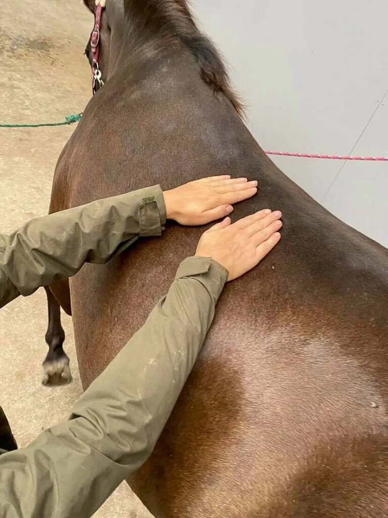 Equine massage: Why it's beneficial for your horse and how to use it