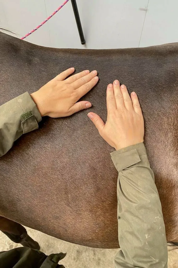 Equine massage: Why it's beneficial for your horse and how to use it