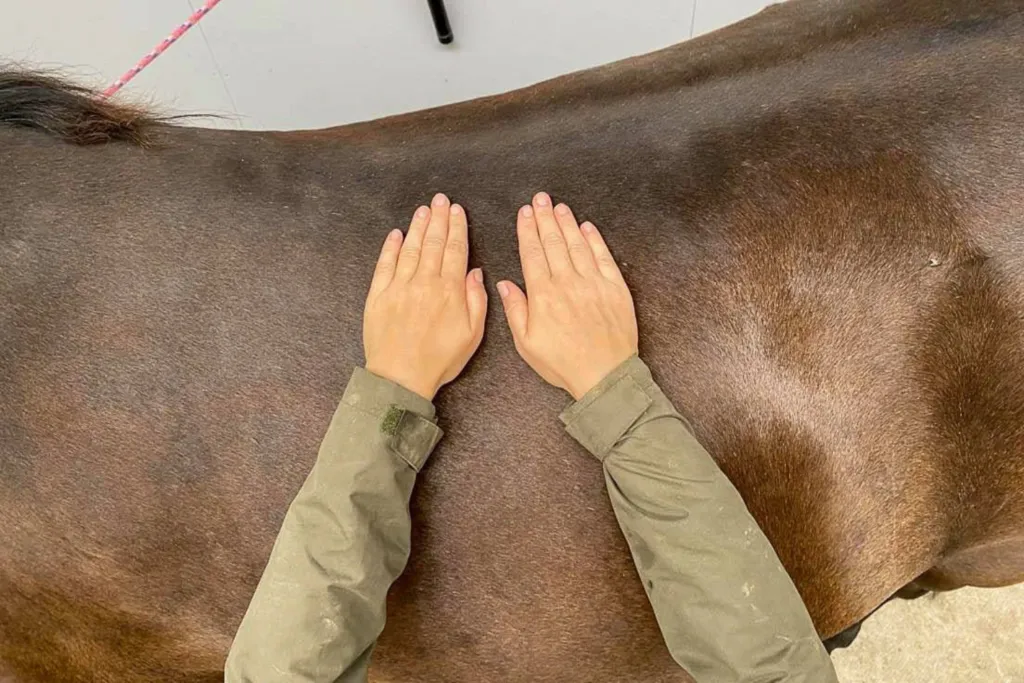 Equine massage: Why it's beneficial for your horse and how to use it
