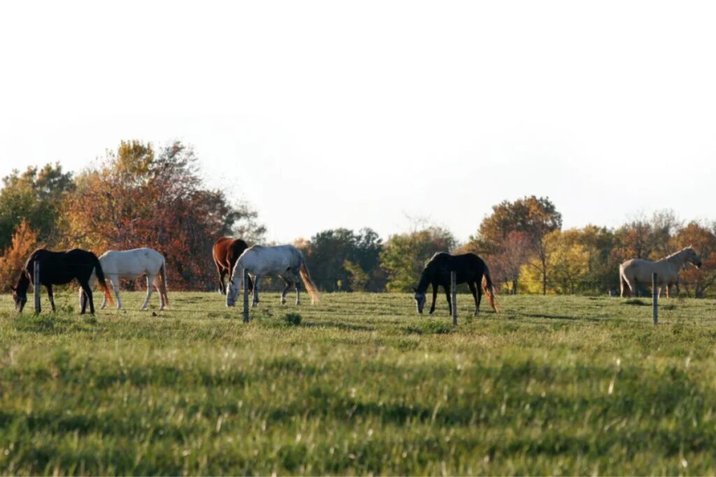 9 tips: Keep your escape artist within the paddock