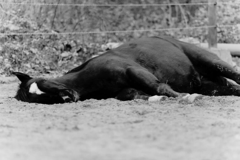 The 8 hardest things about losing a horse