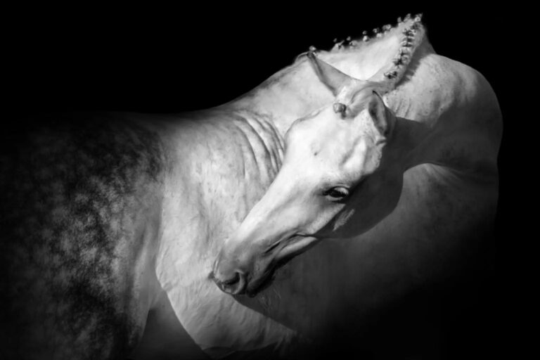 Malgré Tout was the name of King Christian X's white horse