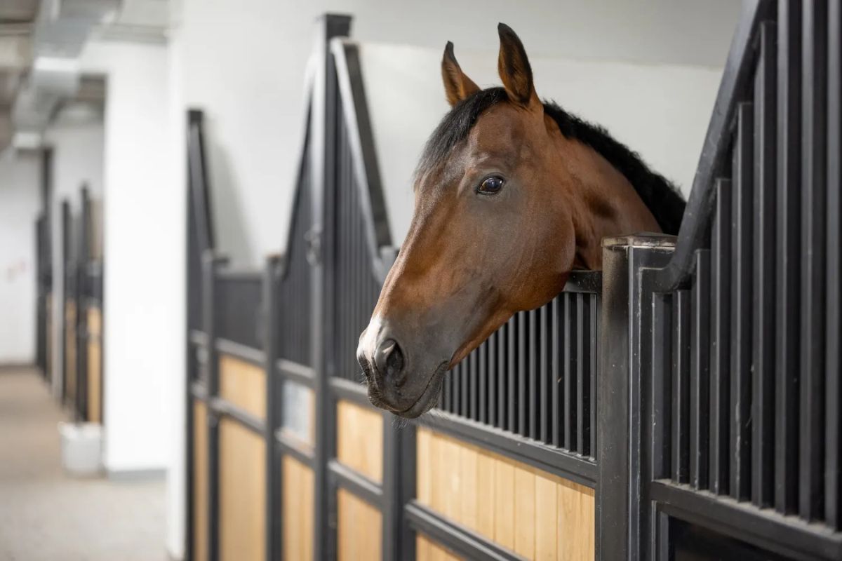 What importance does stable design have for a horse's welfare?
