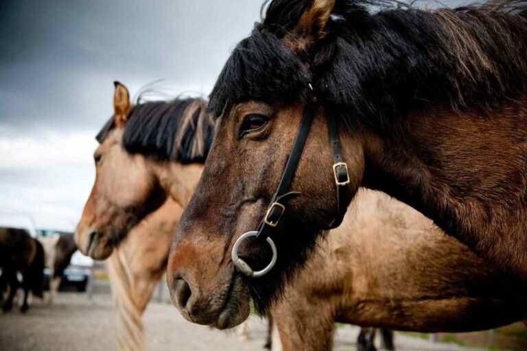 Conflict behaviour in Icelandic horses