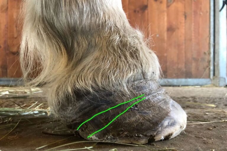 Laminitis: Is it only the overweight horse at risk?