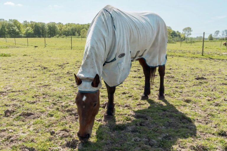 Worth Knowing: About insect rugs for the paddock