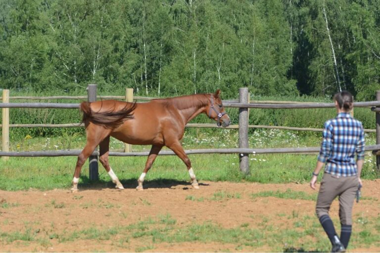 5 advantages of your horse not being rideable