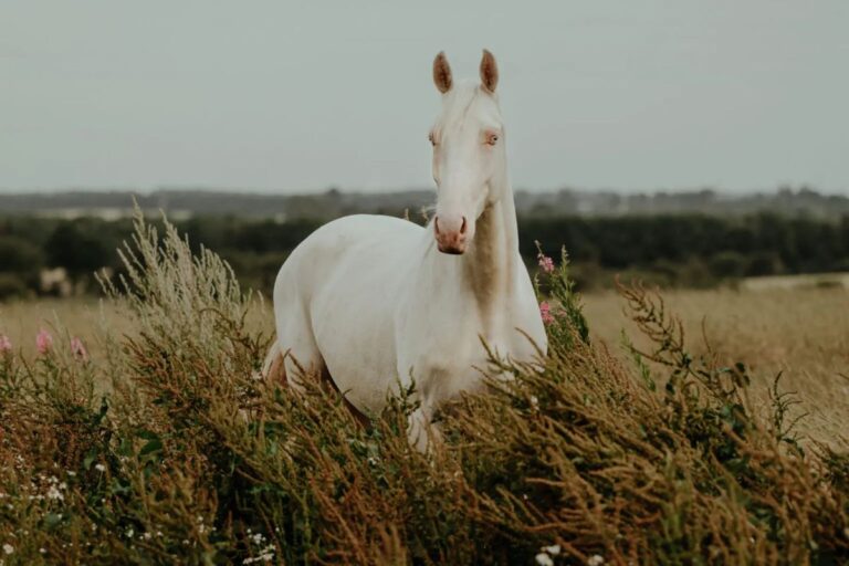 Borrelia in horses: What you should know