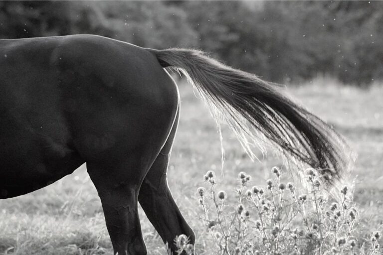 When the connective tissue is the cause of the horse's pain