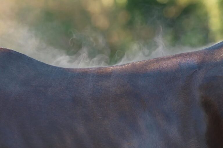 5 alternative ways to cool your horse down in the summer heat