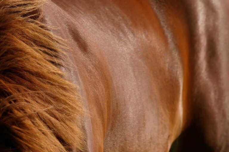 Does your horse have irritated skin? Help it on its way to becoming strong and healthy