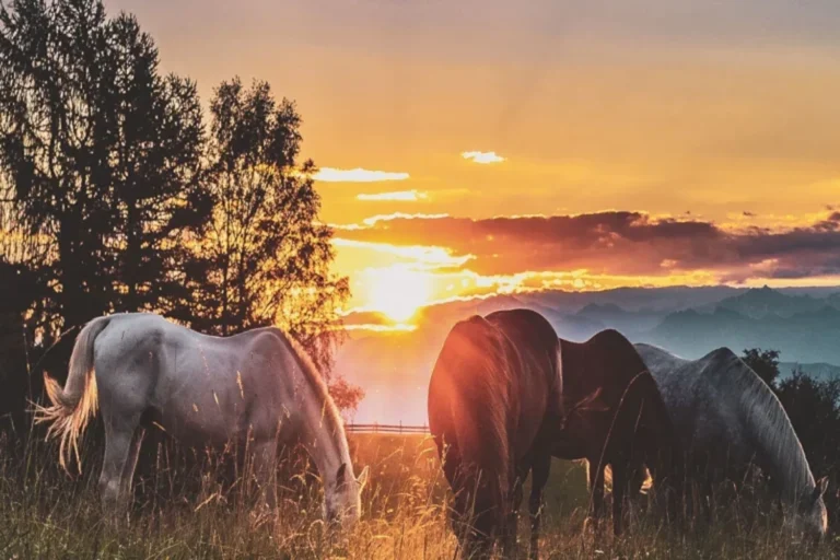 Even though you are on vacation, your horse doesn't need to take a vacation. Photo: Canva Pro.