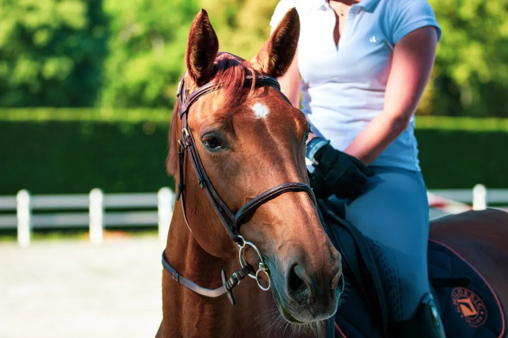 Avoid misunderstandings, which can result in reduced horse welfare