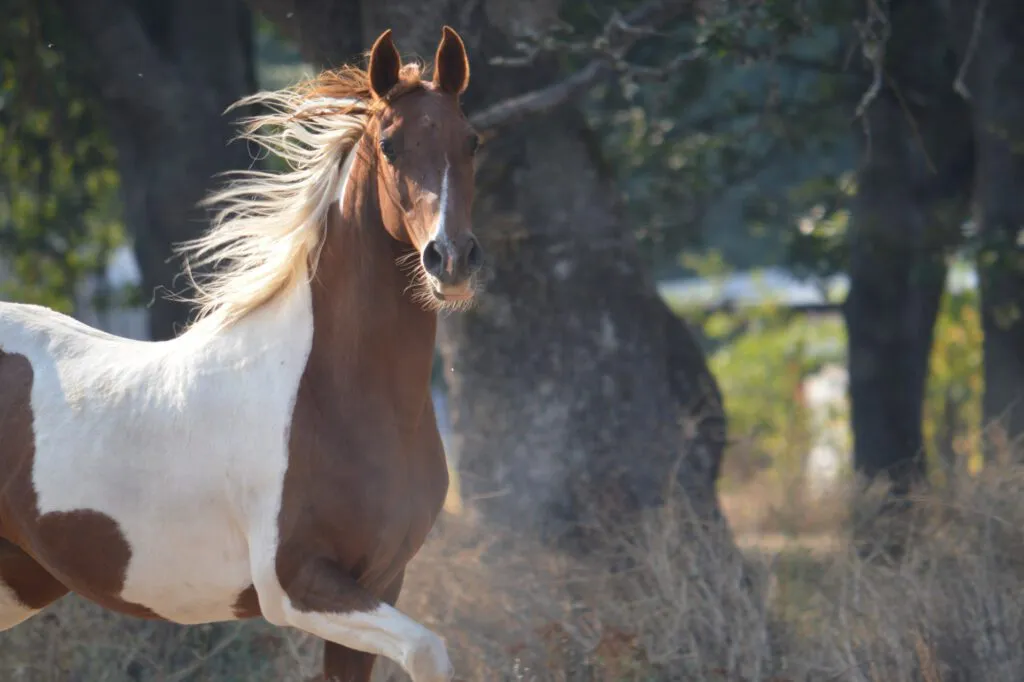 Avoid misunderstandings, which can result in reduced horse welfare