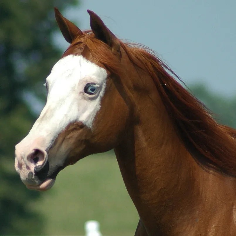 10 Facts about a horse's ears and hearing