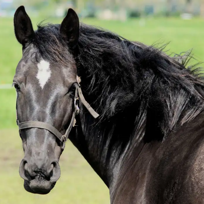 10 Facts about a horse's ears and hearing