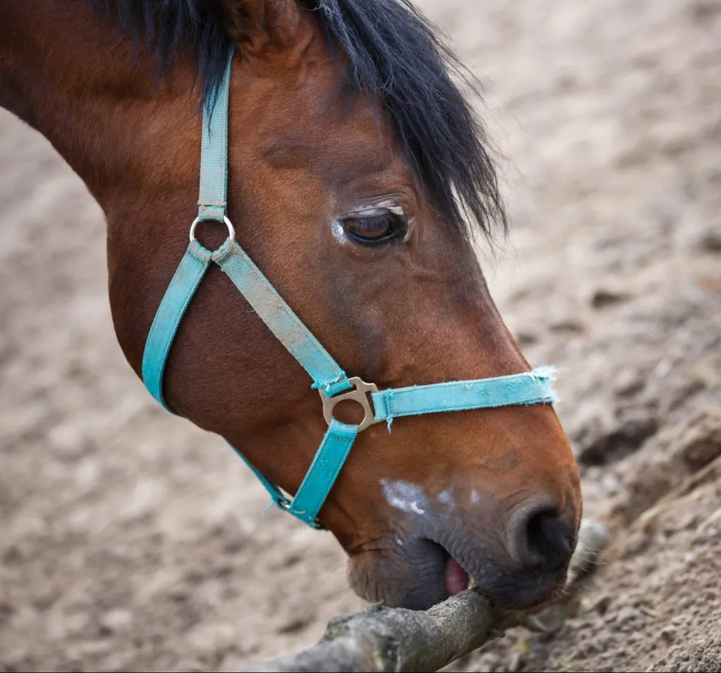 Veterinarian: The horse smells like a dog and tastes like a human