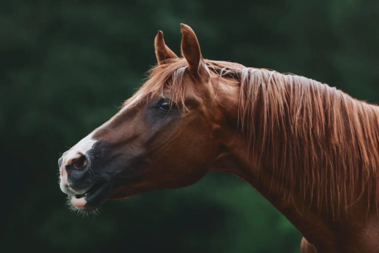 3 signs that your horse can recognise you - And respects you