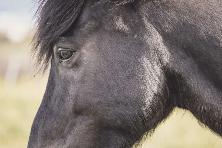 Are our horses emotional dustbins?