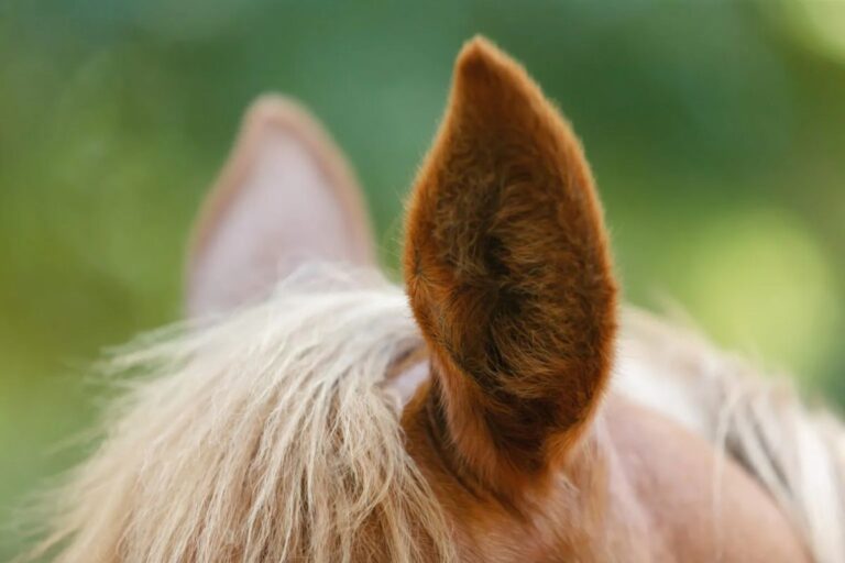 10 Facts about a horse's ears and hearing