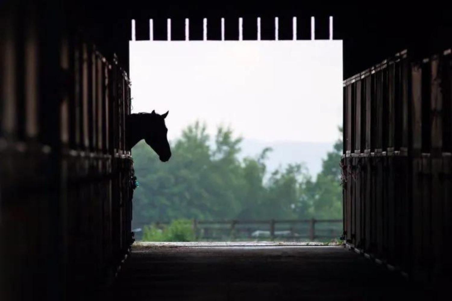 Help the Hooves Thrush in Horses (1)