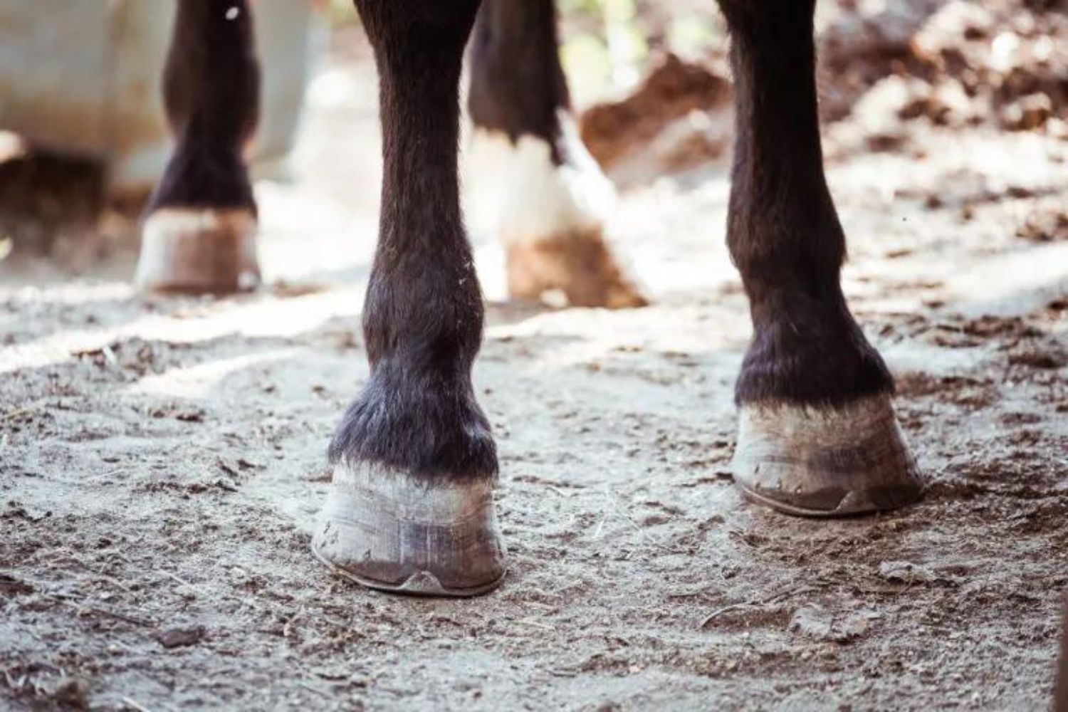 Help the Hooves Thrush in Horses
