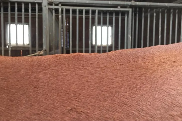 Kissing spines: Watch as a horse undergoes surgery and becomes rideable again