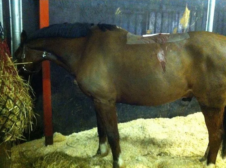 Kissing spines: Watch as a horse undergoes surgery and becomes rideable again