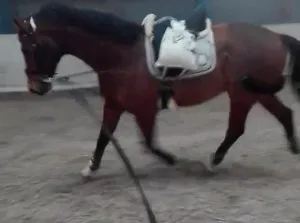 Kissing spines: Watch as a horse undergoes surgery and becomes rideable again