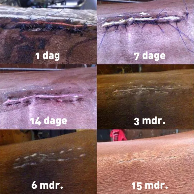 Kissing spines: Watch as a horse undergoes surgery and becomes rideable again