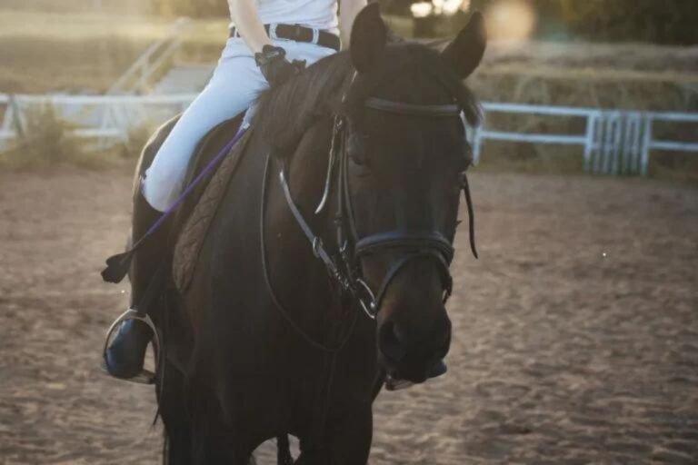 dressage exercises the best circles for any level