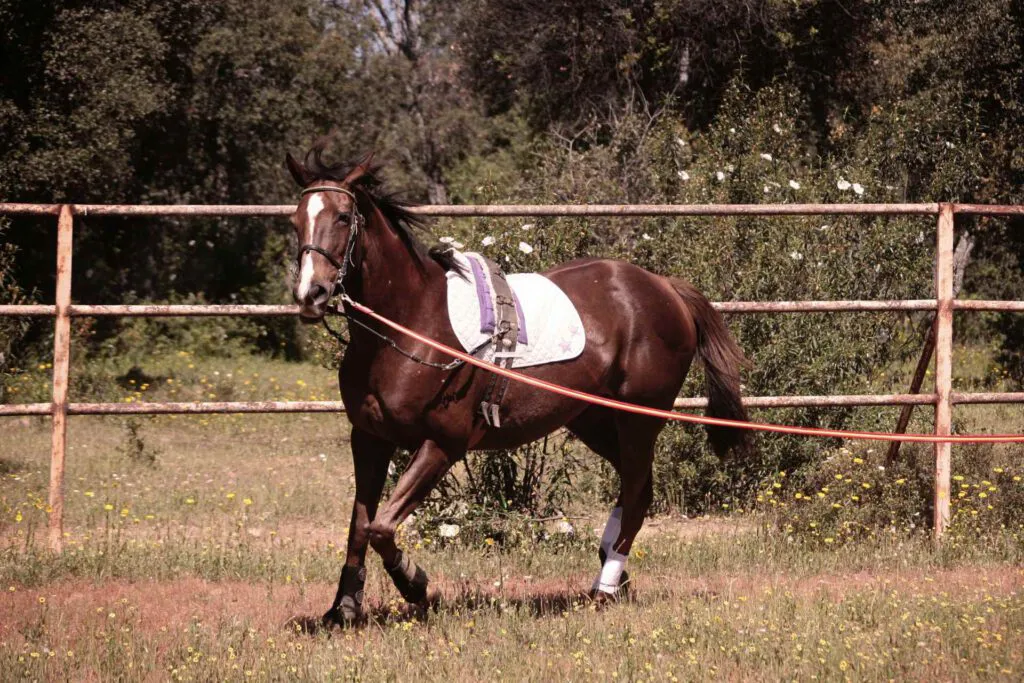 Longeing: Build up your horse rather than breaking it down