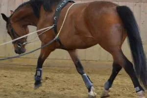 Longeing: Build up your horse rather than breaking it down