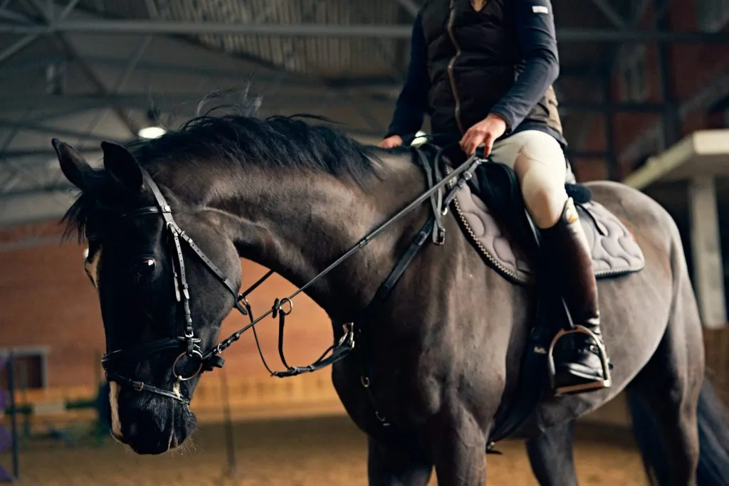 The indoor rider vs. the outdoor enthusiast - But what about the horse?