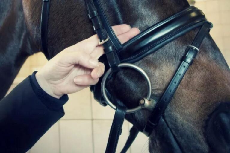 The hand – The perfect measuring unit in the stable