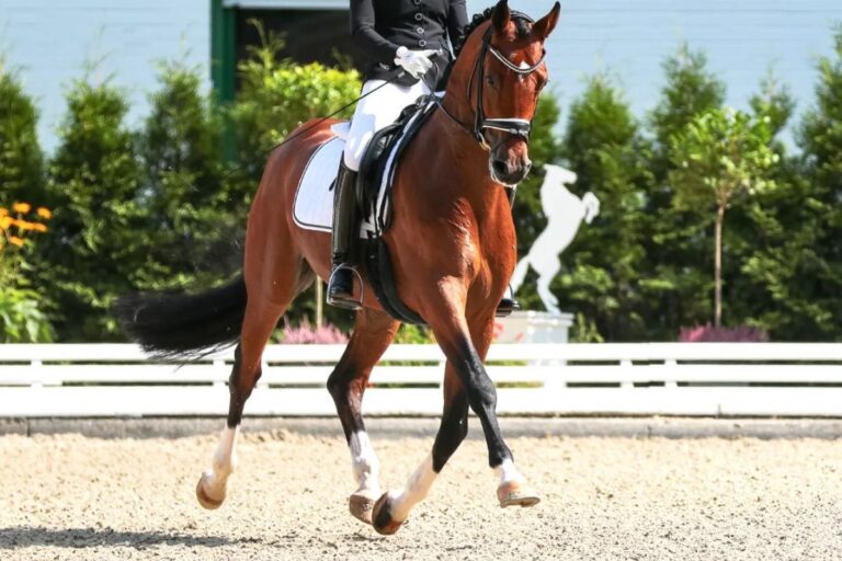 5 metaphors to aid your dressage training